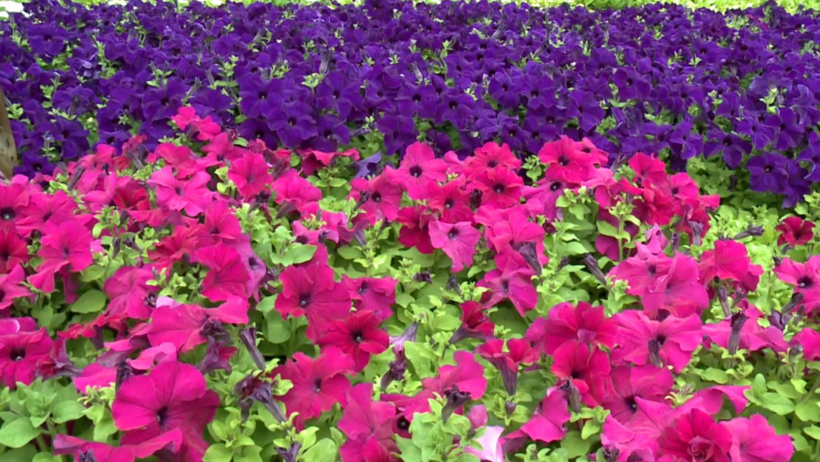 Атырауда саябақтар мен гүлзарларға 70 мың түп гүл егіледі