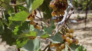 Из-за жары пострадал урожай винограда в секторе Газа