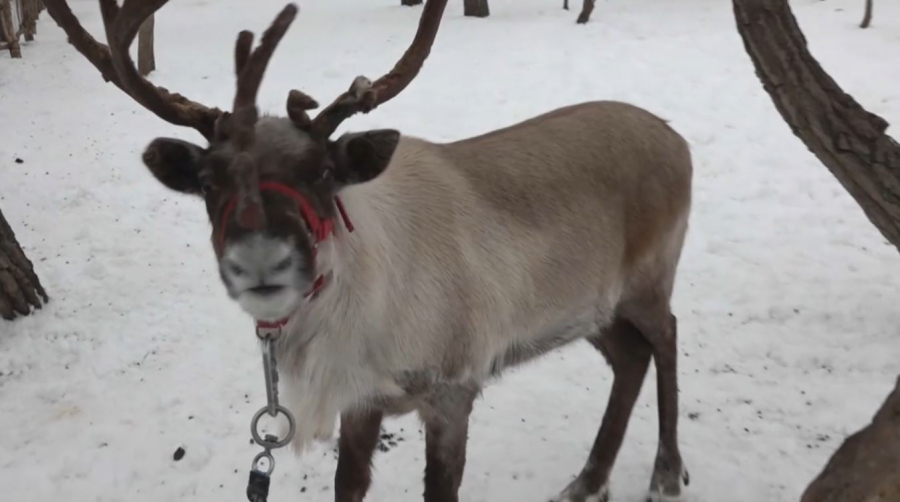 Оралда ерекше ферма бар