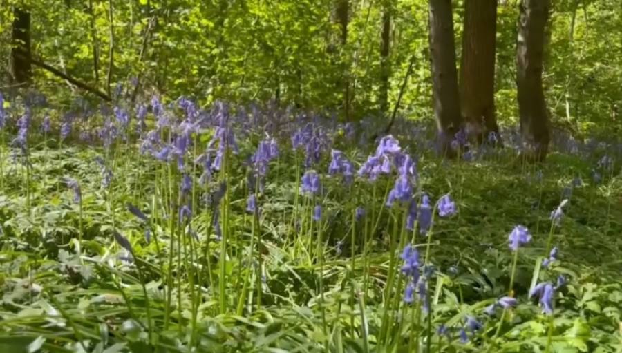 «Фестиваль синих колокольчиков» проходит в Бельгии
