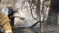 В природном резервате «Семей орманы» произошел пожар
