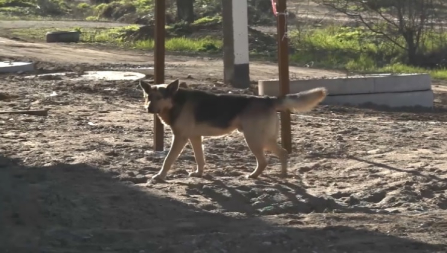 «Защитить детей хочется, но не получится» – громкое заявление зоозащитников