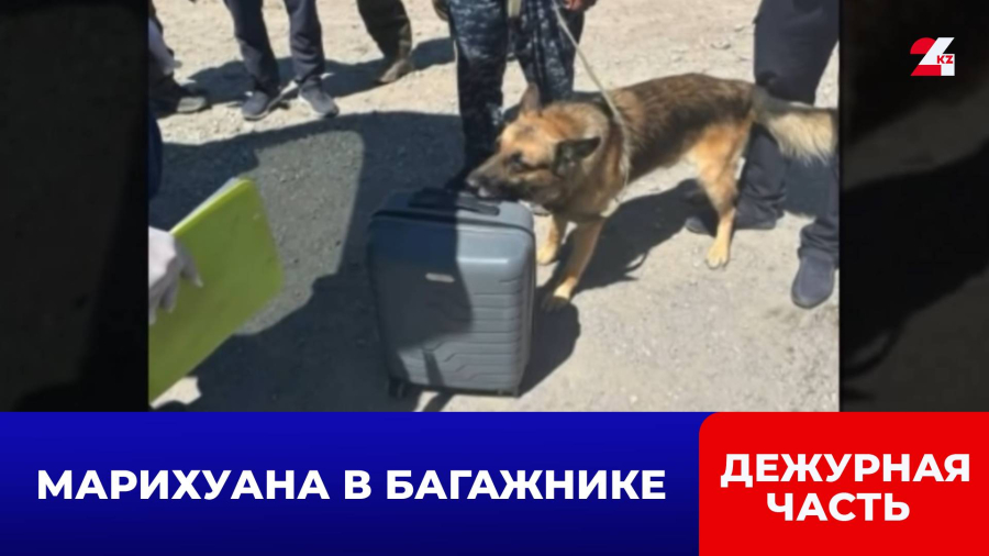 Три килограмма марихуаны обнаружили в машине жителя Жамбылской области