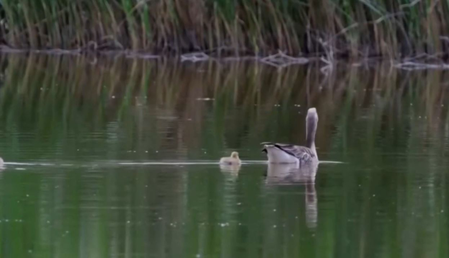Құстар қыс мезгілін өткізу үшін Түркияға ұшып, Африка асады