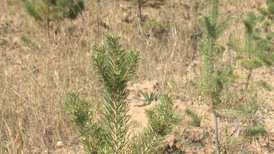Весеннюю посадку деревьев завершили в Карагандинской области