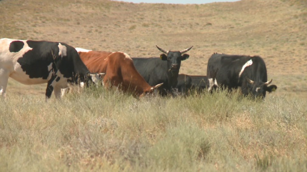 Қостанай облысына кешіктірілген субсидия төленеді