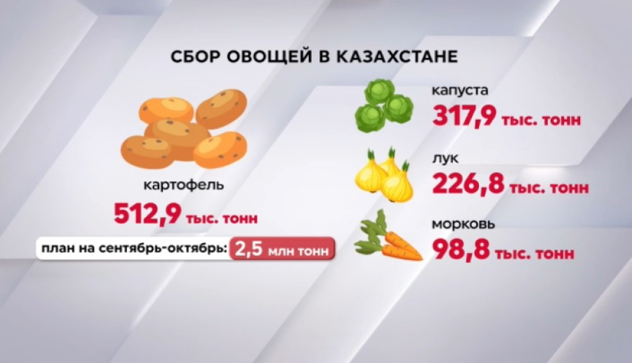 Больше 500 тысяч тонн картофеля собрали в Казахстане
