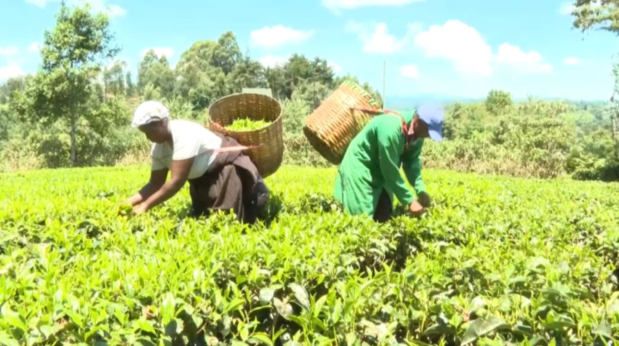 Кенияның шай экспортына қауіп төнді   