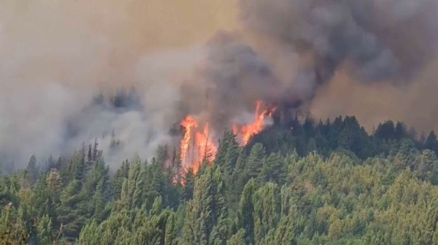 Четыре тысячи гектаров леса сгорело в Аргентине