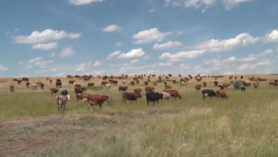 Ақтөбеде 128 мың гектар игерілмеген жер мемлекетке қайтарылды