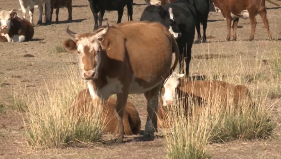 Более 200 проектов в АПК профинансируют на ₸1,2 трлн