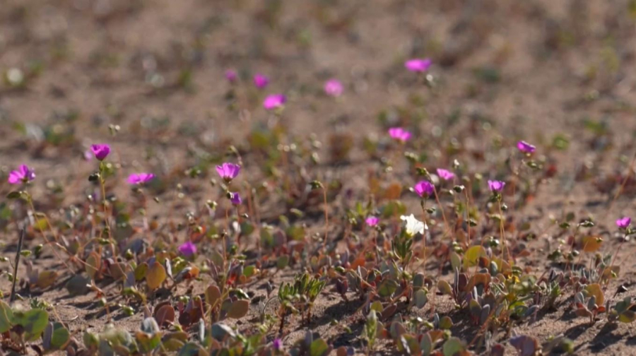 Феномен в пустыне: цветение Атакамы