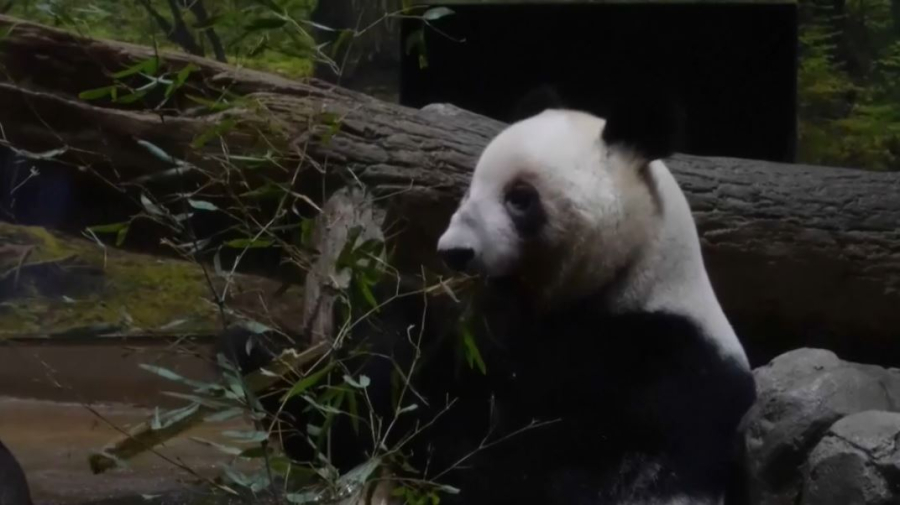 Япония вернёт Китаю двух последних панд