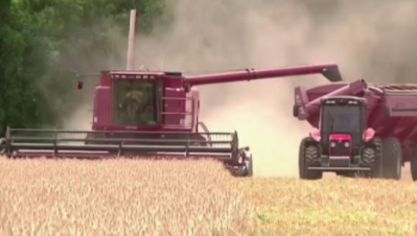 Үндістанда ауа райы бидай өндірісіне қауіп төндіріп тұр