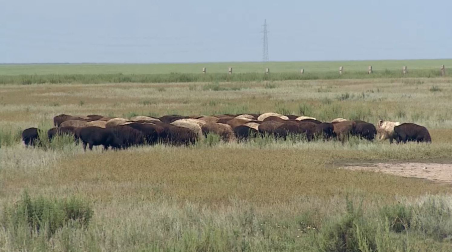 Шетелге ұсақ мал сатуға шектеу қойылды