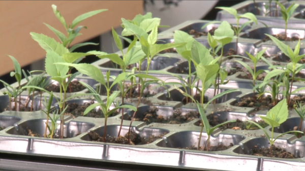 Атырауда оқушылар «Таза Қазақстан» акциясы аясында ағаш екті