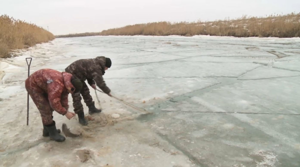 До 50 тысяч тонн рыбы в год планируют выращивать нерестовые хозяйства Казахстана
