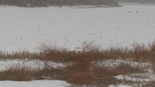 Сырдарияның деңгейі бақылауға алынды