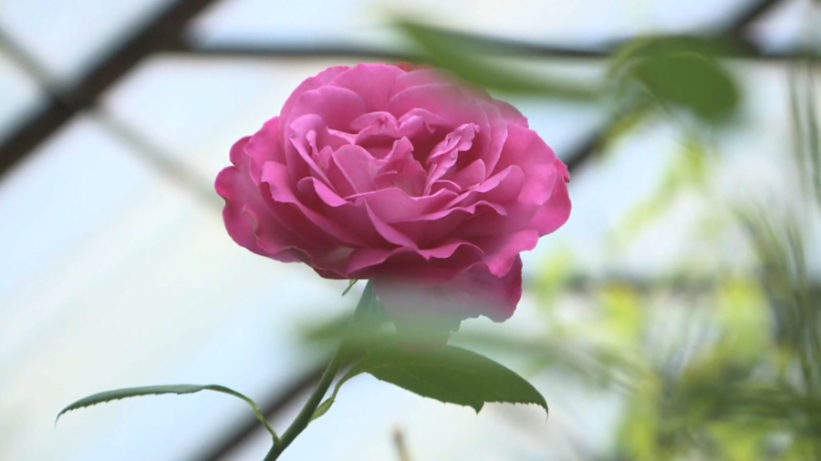 70 жастағы бағбан жерасты жылыжайында лимон мен раушан гүлін өсіреді