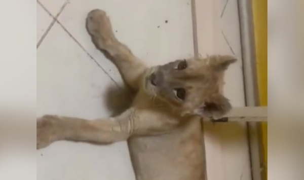 Львенка держали в подсобке одного из СТО столицы