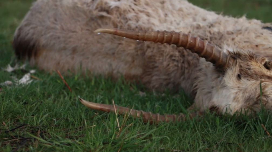 Массовую гибель сайгаков обнаружили в Атырауской области