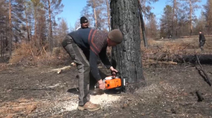 Санитарная вырубка сгоревшего леса началась в области Абай