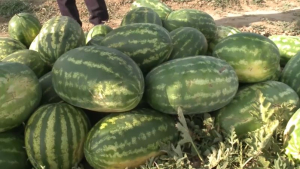 Ақтөбелік бағбанның қауын-қарбызы ел бойынша сұранысқа ие