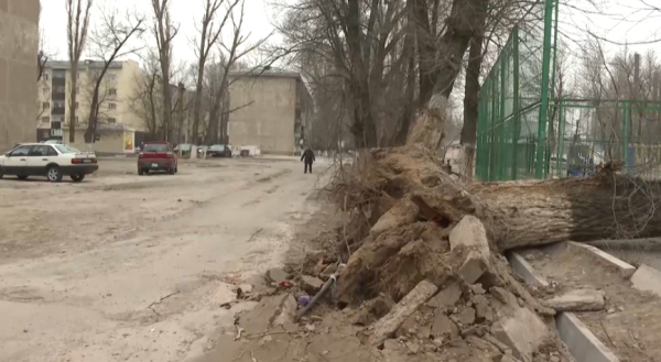 Таразда дауылды желден 9 адам жарақат алды