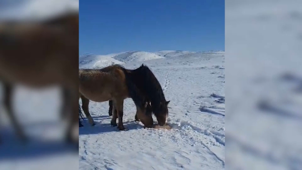 500 лошадей погибло в области Ұлытау
