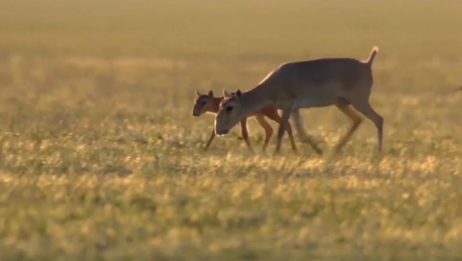 БҚО-да 4000-нан астам киік ауланды