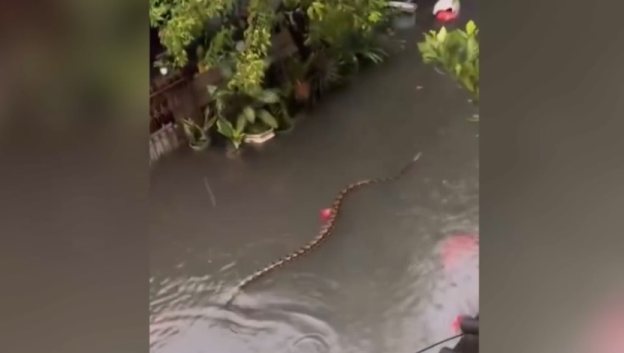 Питоны плавают по затопленным улицам Бали