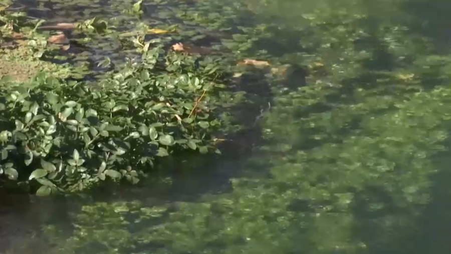 Түркістан облысындағы Ақтан және Көктан ата бұлақтары тазартылды