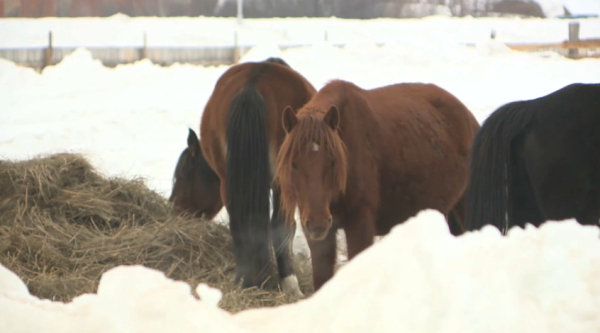 Таудағы жылқының алды етекке түсті