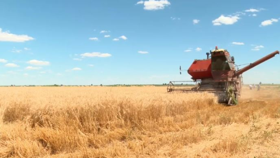 Оңтүстікте орақ науқаны жүріп жатыр