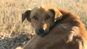 Бродячие собаки держат в страхе жителей Талдыкоргана
