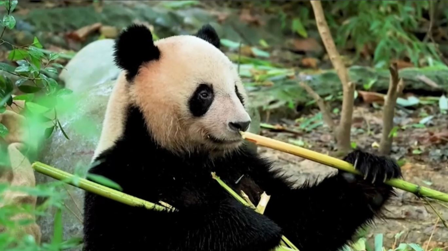 Япония может лишиться всех панд с 2026 года