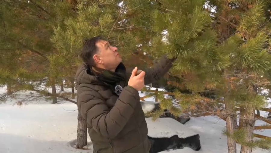 Қарағандыда 7 млн көшет егіледі 