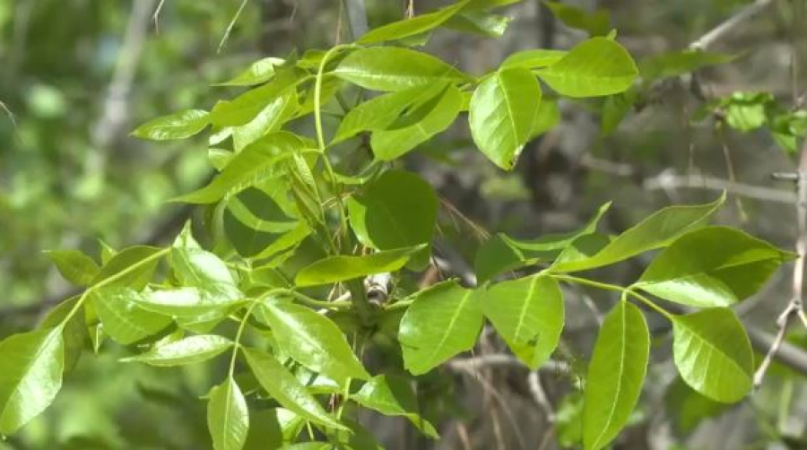 Больше 50 жезказганцев приняли участие в уборке территории парка «Наурыз»