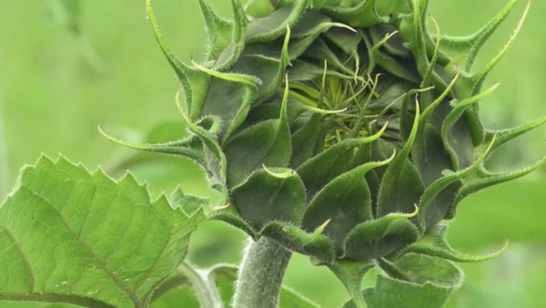 Дожди сдвинули сроки сбора урожая в России