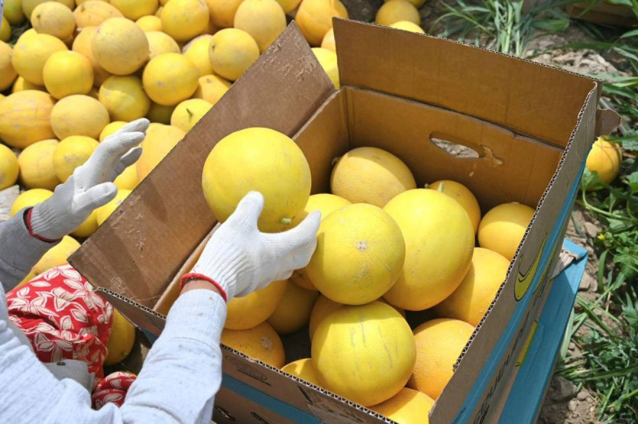 Түркістан облысының диқандары қауынның алғашқы өнімін жинады