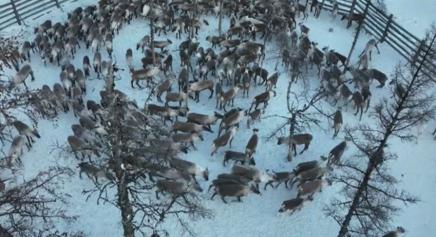Весенняя корализация оленей проходит в Якутии