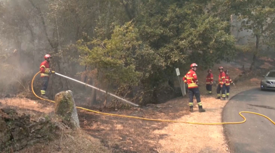 Португалияда 14 мың га орман алқабы жойылды