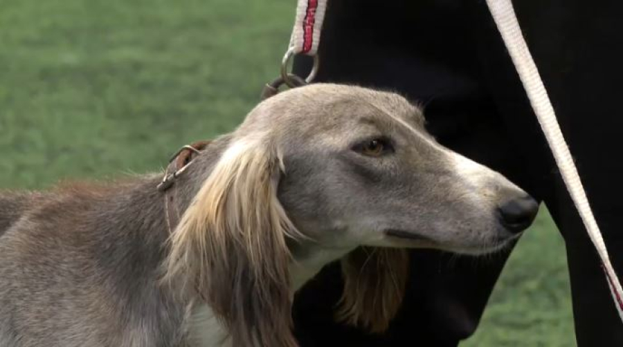 Выставка «Казахская тазы» прошла в Алматы