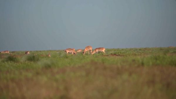 Животноводам ЗКО не хватает кормов из-за нашествия сайгаков