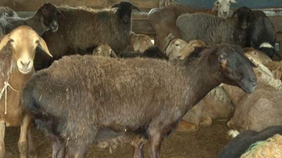 Среднюю цену барана озвучили в Казахстане