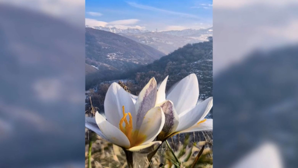 Қыс ортасында Алматы тауларында бәйшешек гүлдеді