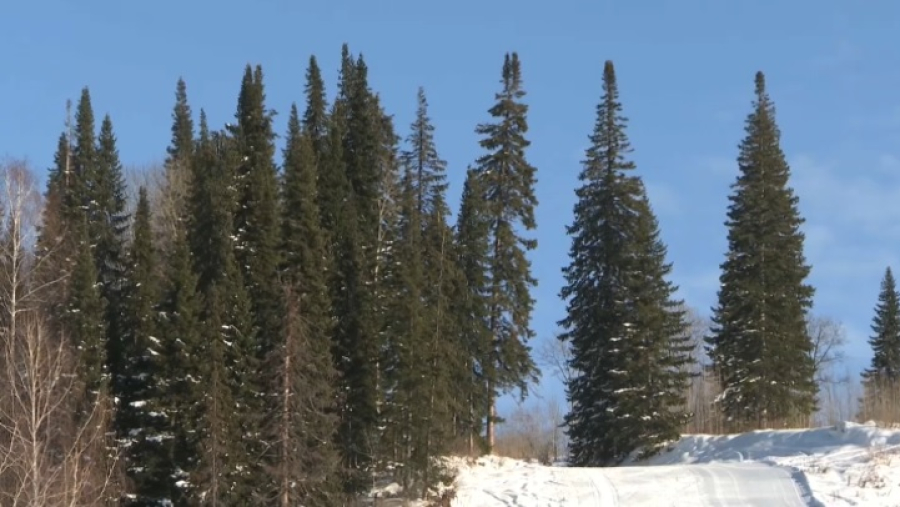 Охрану хвойных деревьев усилили перед Новым годом в ВКО