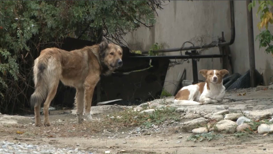 Шымкентте иесіз ит пен мысық қаптады