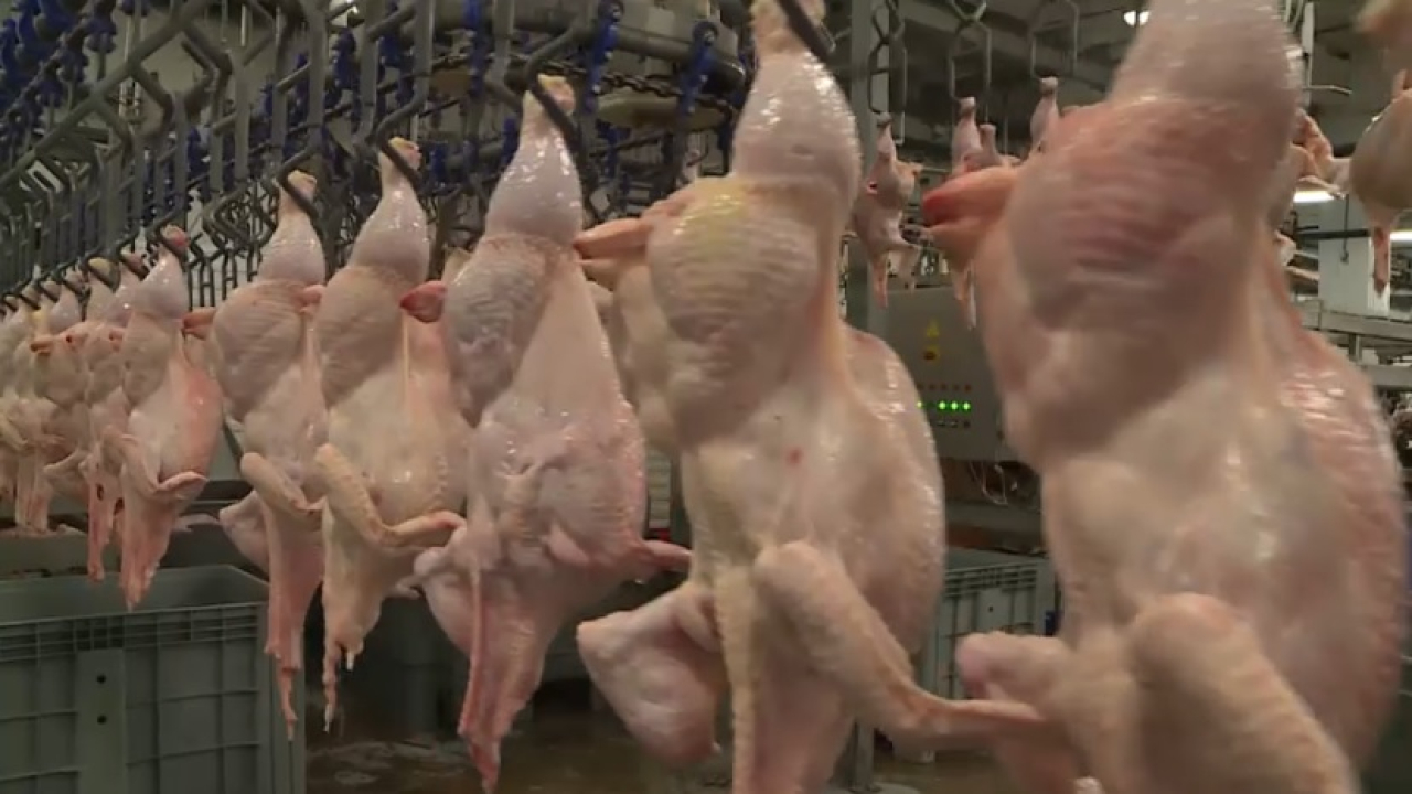 Казахстан намерен нарастить экспорт продукции АПК