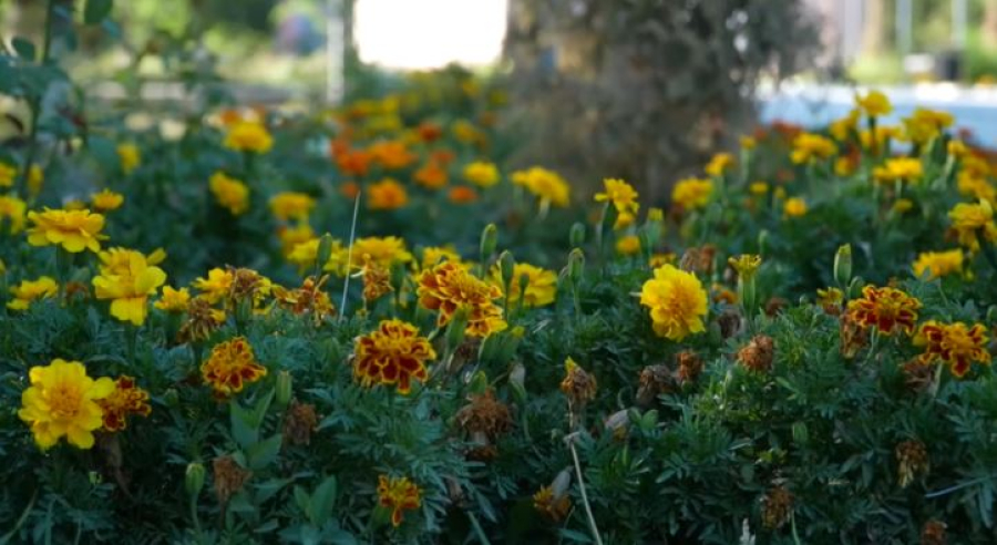 Созақ ауданында саябақтар қалпына келтірілді